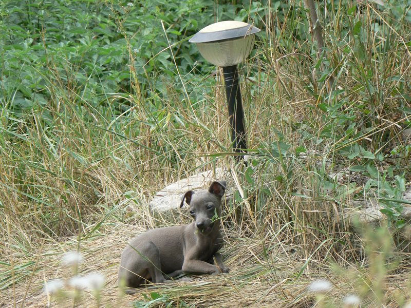 Publication : Altamiruas