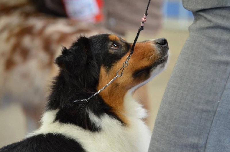 Publication : of Piek'Shawi