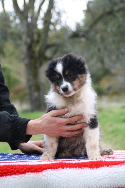 Publication : of Piek'Shawi