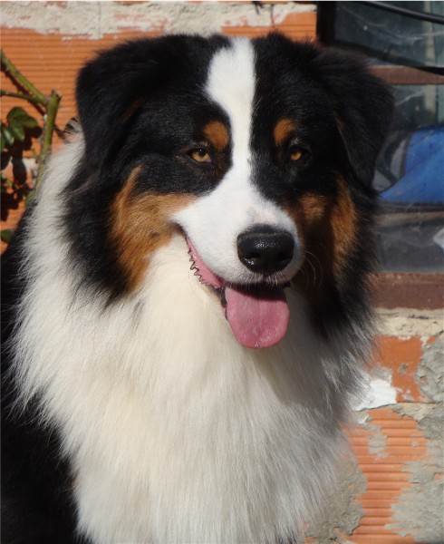 Publication : of Piek'Shawi Auteur : Lo