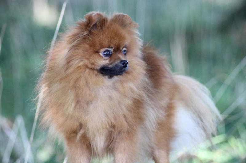 Publication : of Piek'Shawi Auteur : Evayla