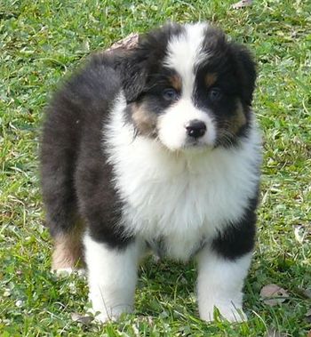 Publication : of Piek'Shawi Auteur : Lo