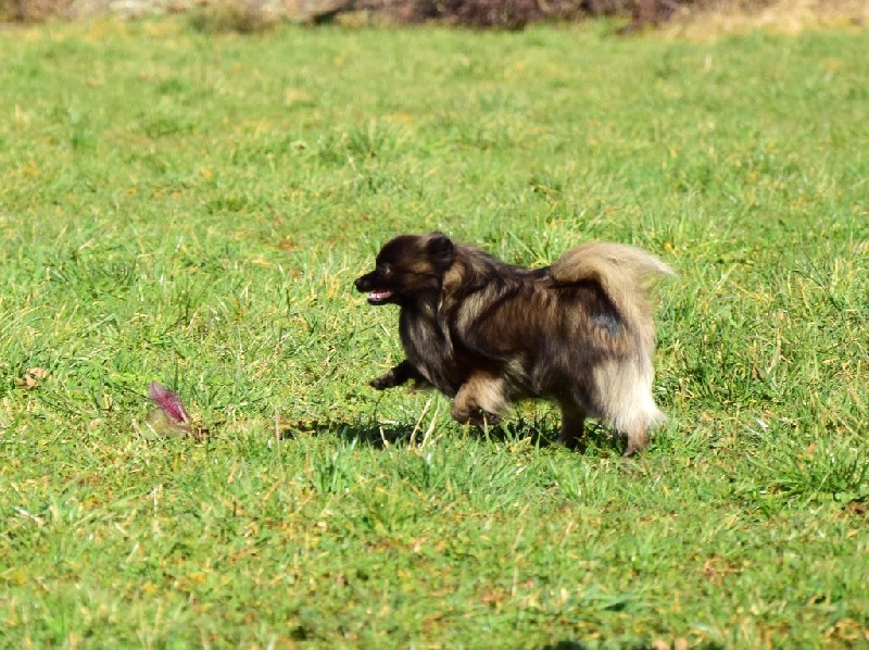 Publication : of Piek'Shawi Auteur : PiekShawi