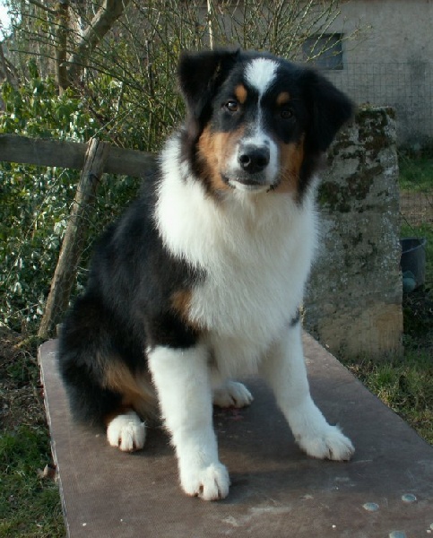 Publication : of Piek'Shawi