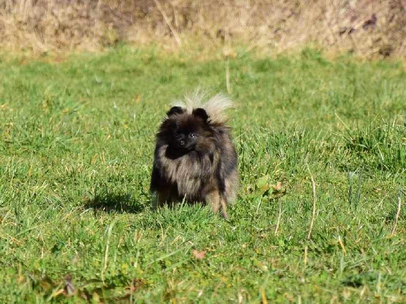 Publication : of Piek'Shawi Auteur : PiekShawi