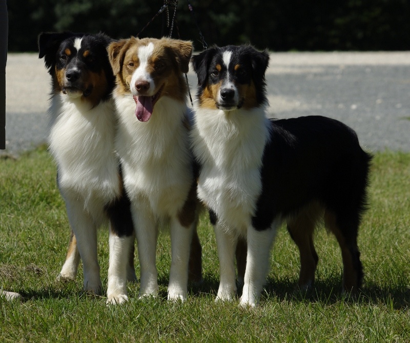 Publication : of Piek'Shawi