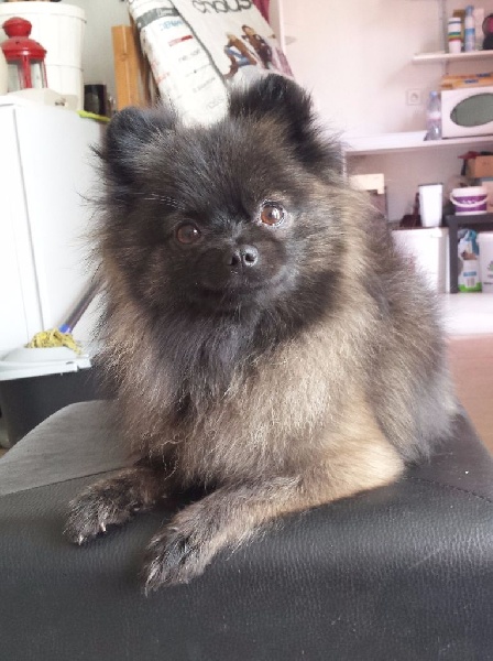 Publication : of Piek'Shawi Auteur : PiekShawi