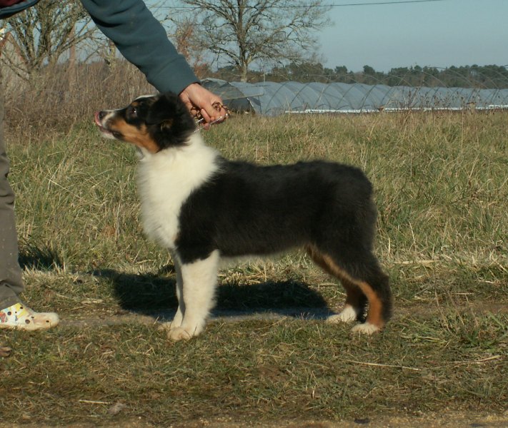 Publication : of Piek'Shawi