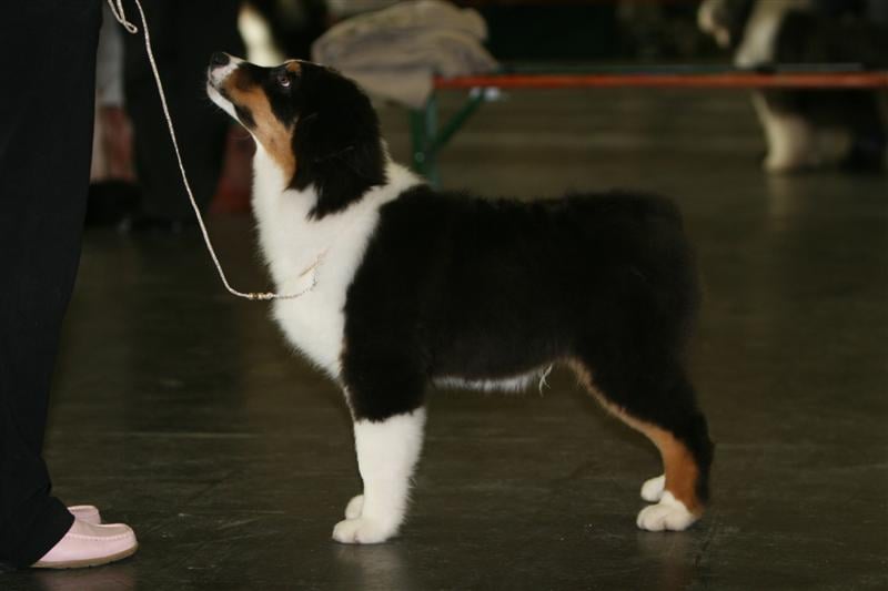 Publication : of Piek'Shawi Auteur : Lo