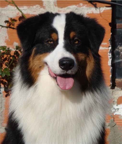 Publication : of Piek'Shawi Auteur : Lo