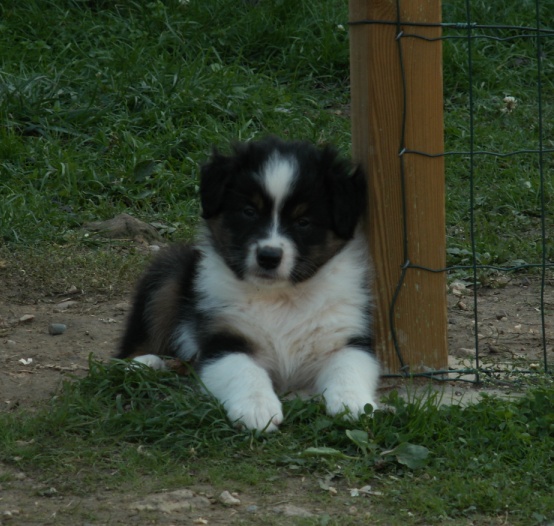 Publication : of Piek'Shawi