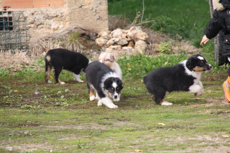 Publication : of Piek'Shawi