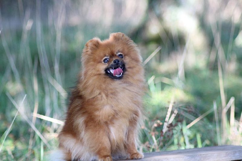 Publication : of Piek'Shawi Auteur : Evayla