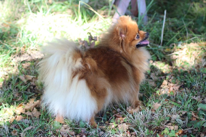 Publication : of Piek'Shawi Auteur : Evayla