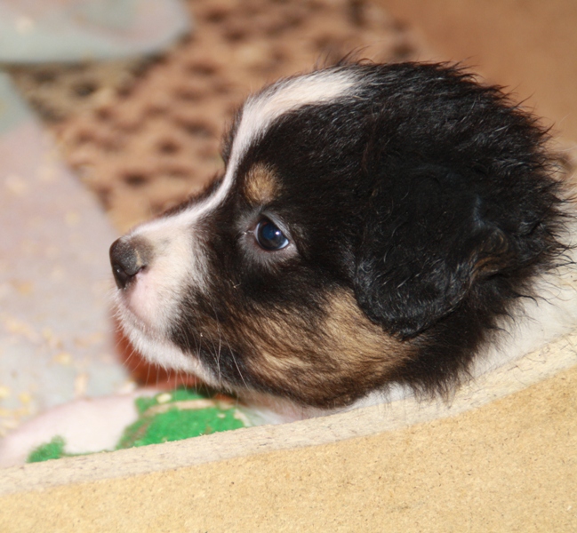 Publication : of Piek'Shawi