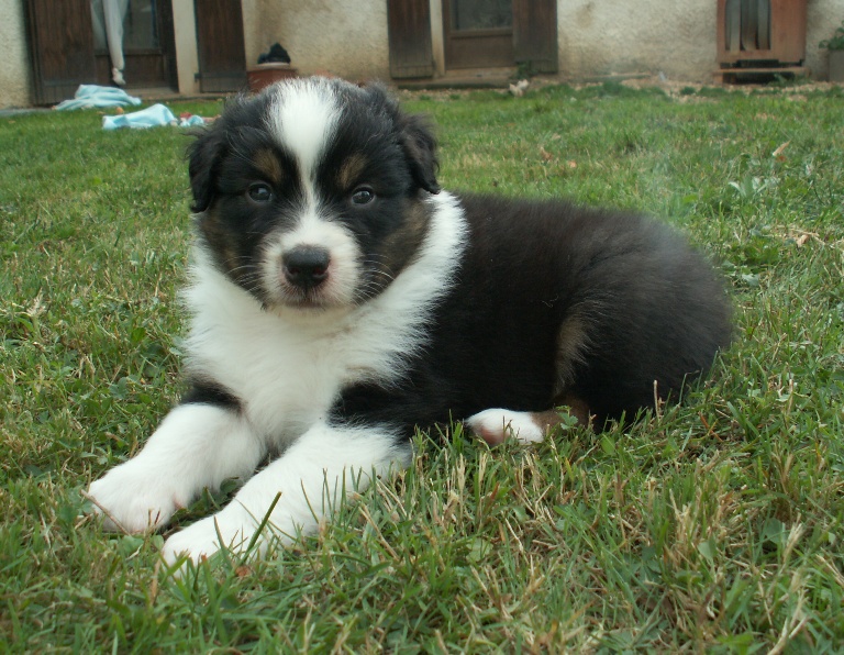 Publication : of Piek'Shawi