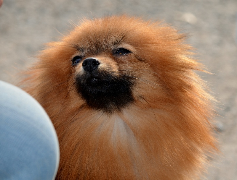 Publication : of Piek'Shawi Auteur : Evayla