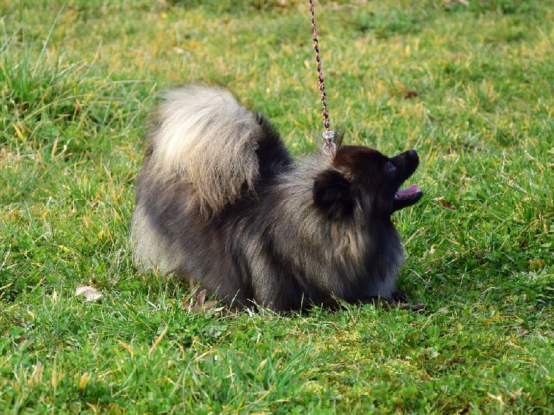 Publication : of Piek'Shawi Auteur : PiekShawi