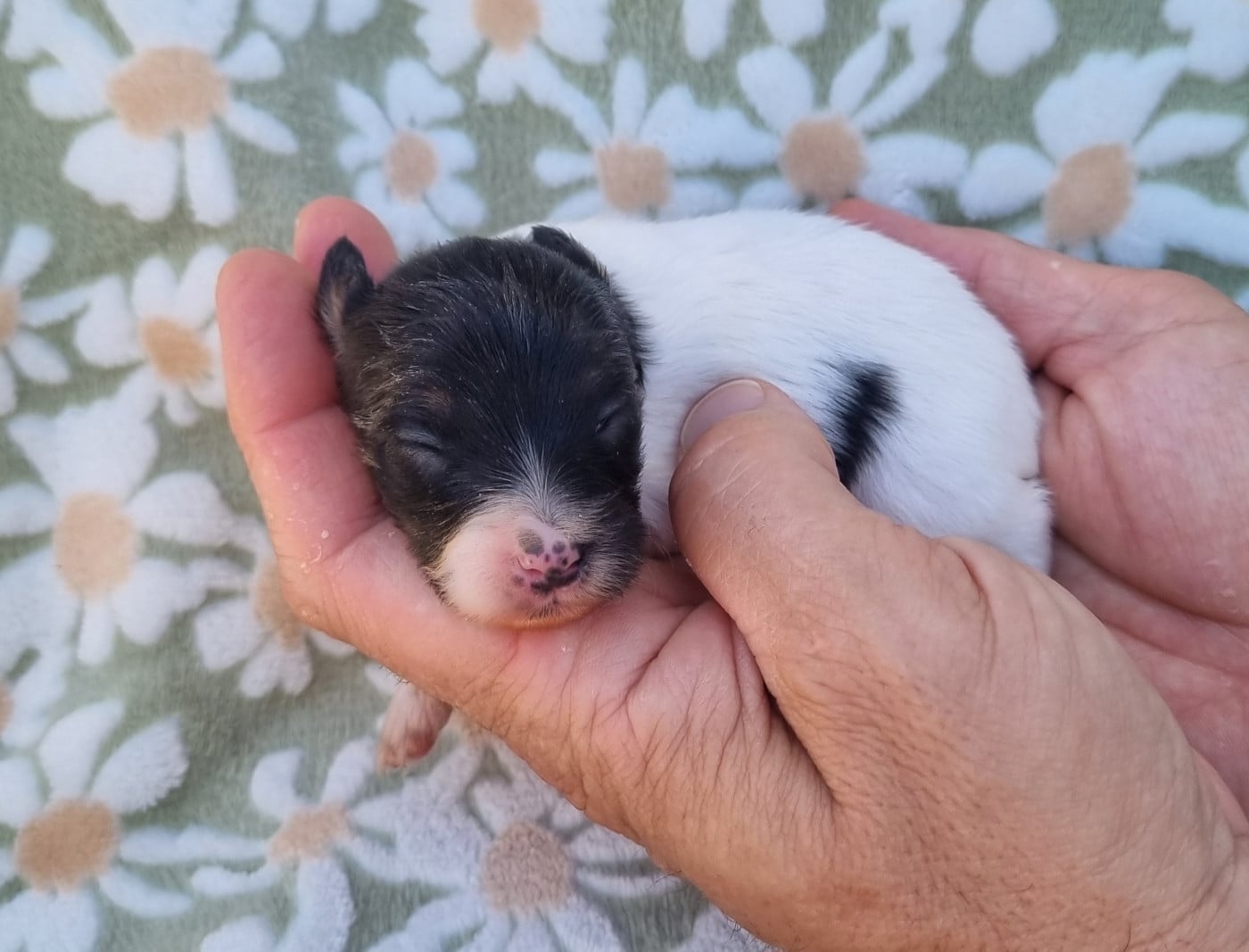Chiot N°1