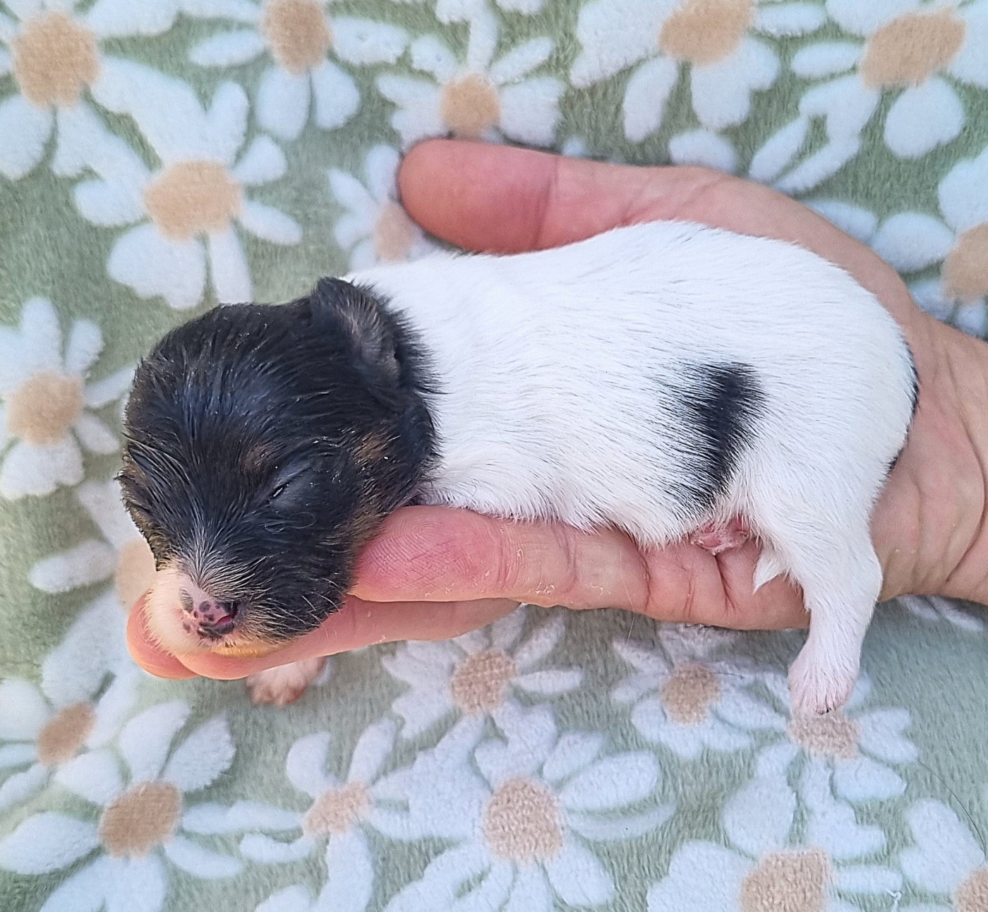 Chiot N°1