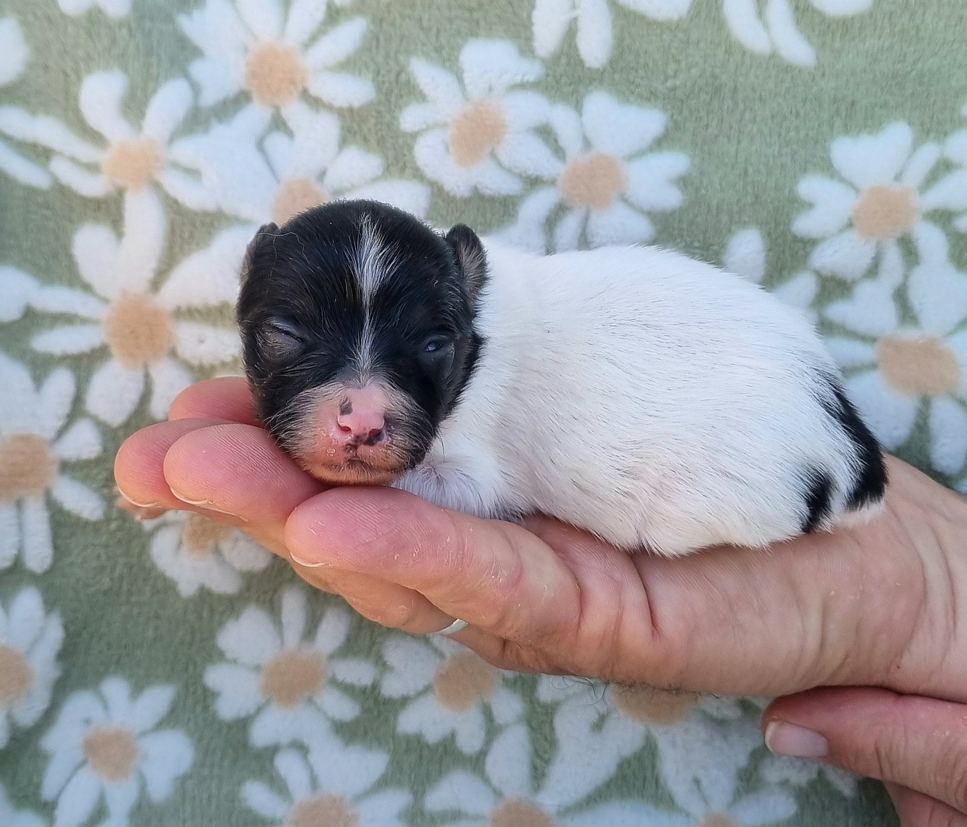 Chiot N°2