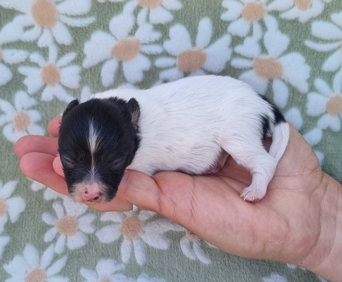 Chiot N°2