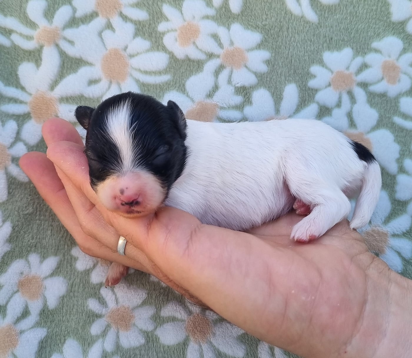 Chiot N°3