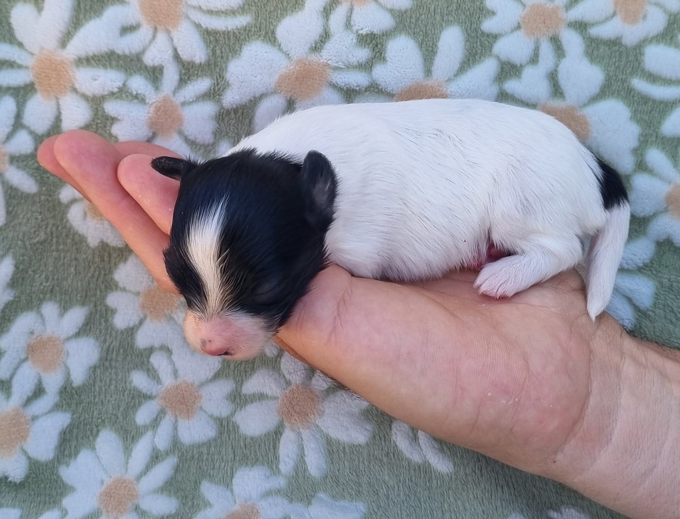 Chiot N°3