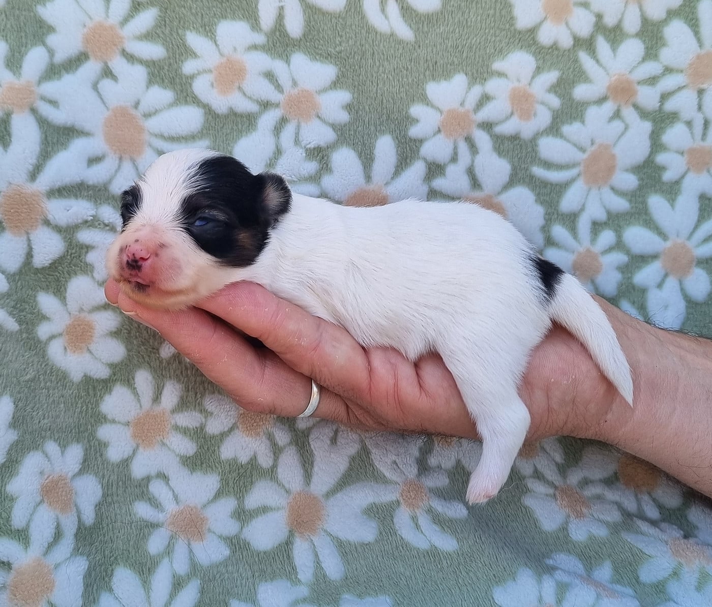 Chiot N°4
