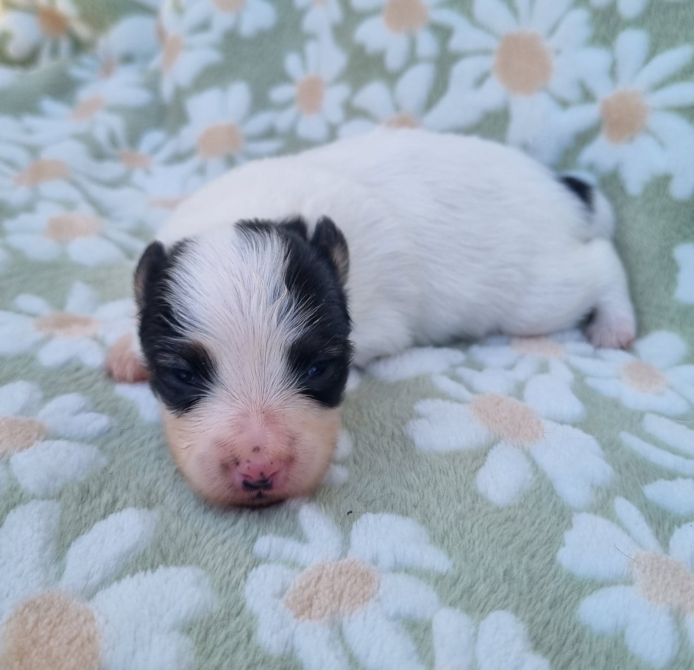 Chiot N°4
