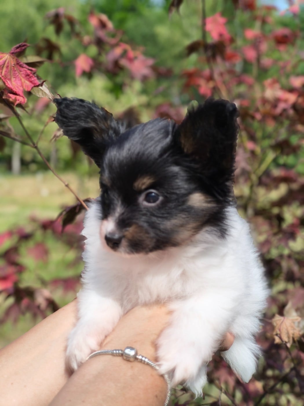 Chiot N°1