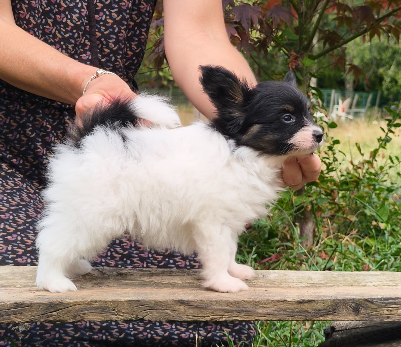 Chiot N°1