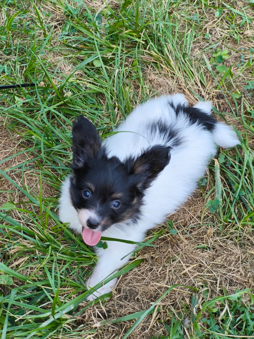 Chiot N°1
