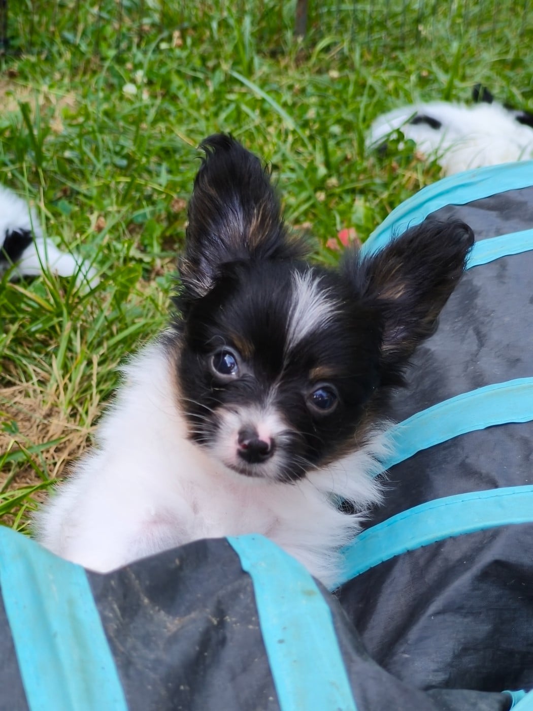 Chiot N°2