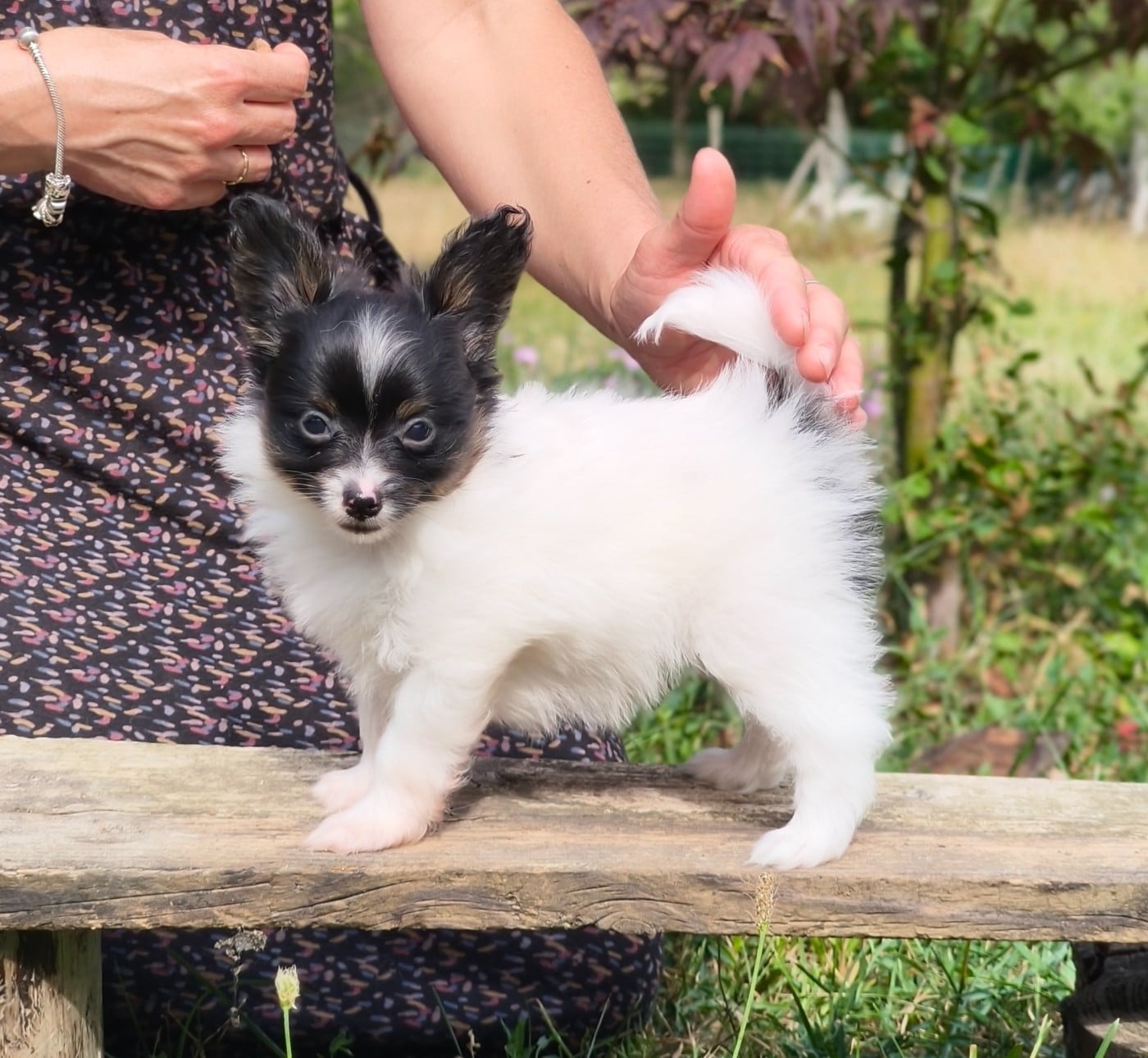 Chiot N°2