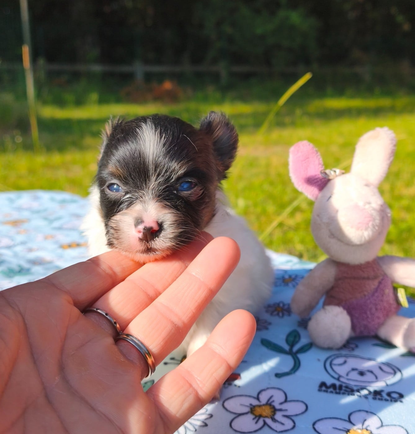 Chiot N°2