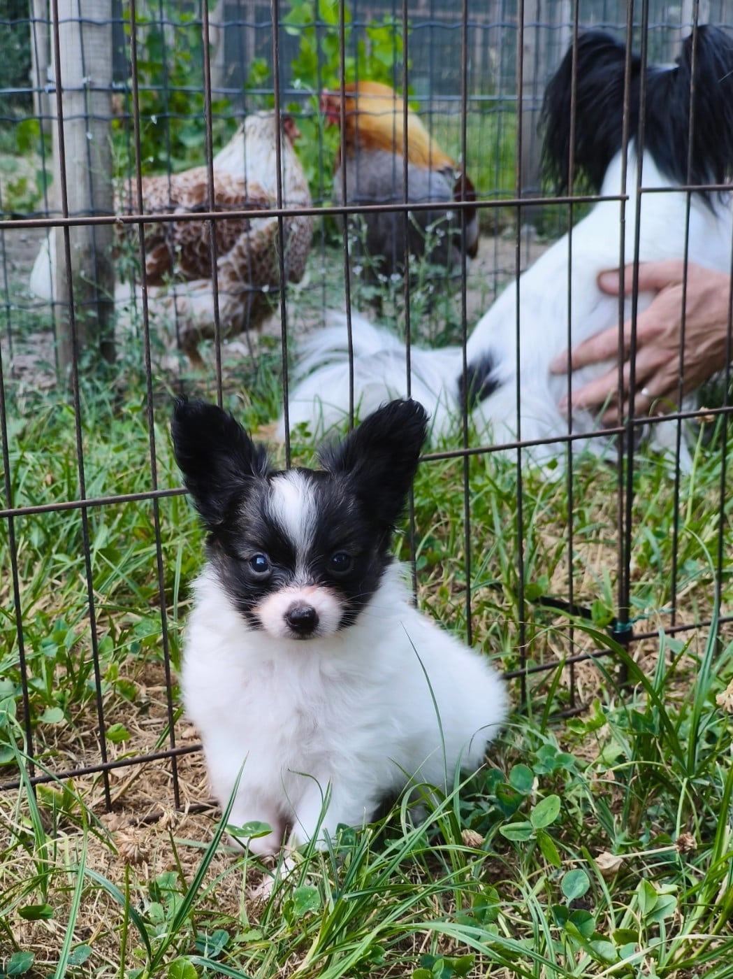 Chiot N°3