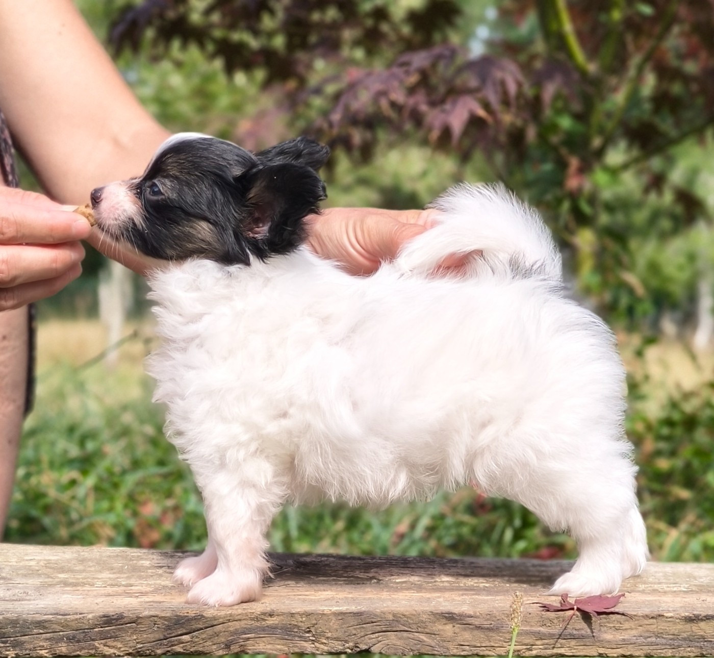 Chiot N°3