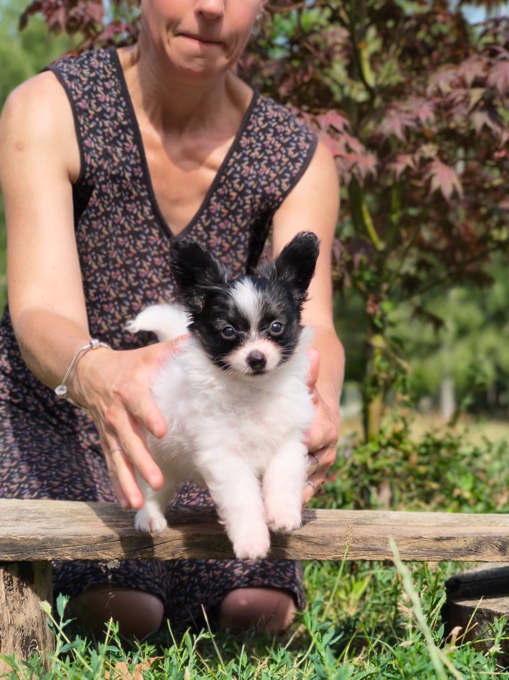 Chiot N°3