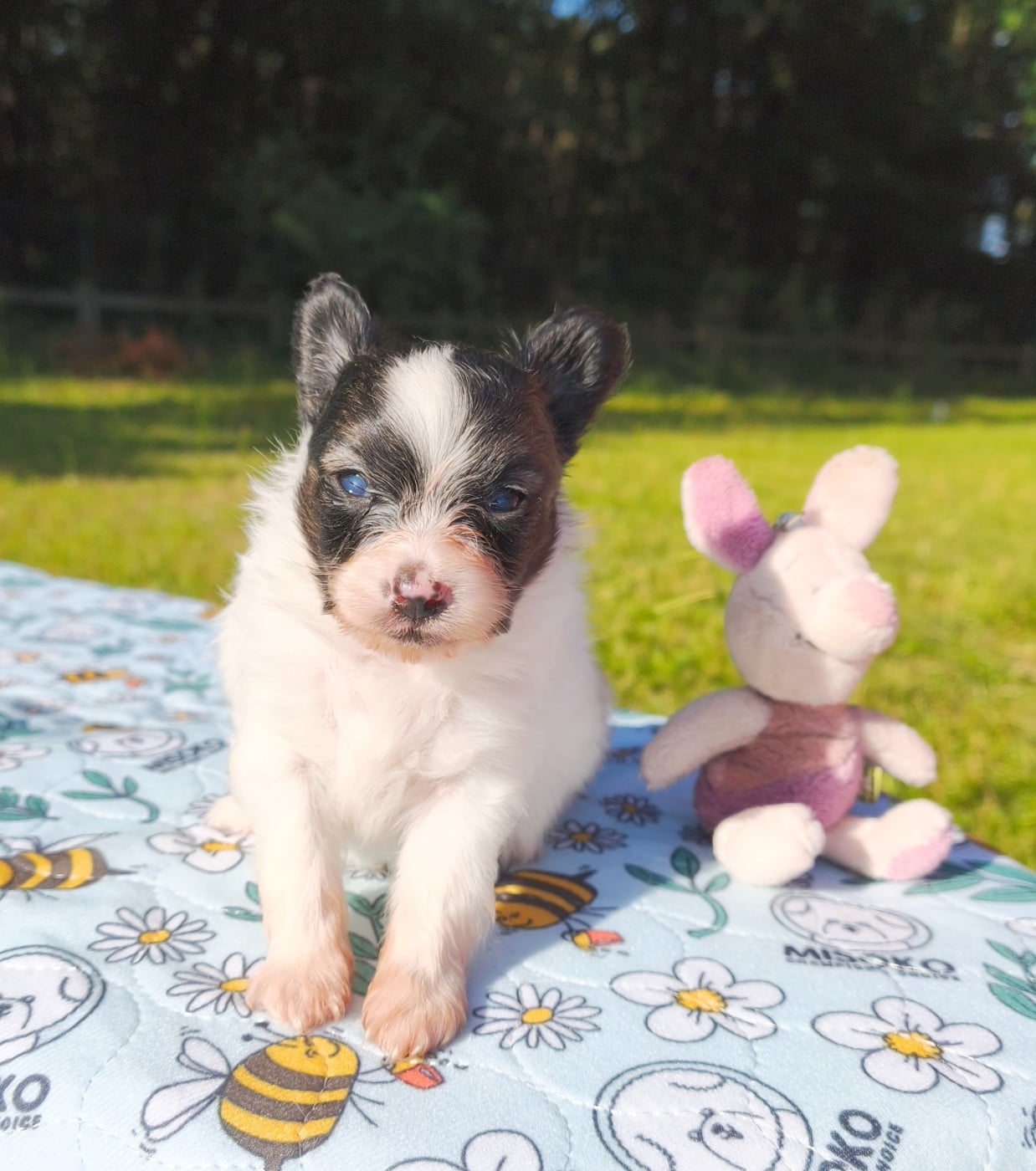 Chiot N°3