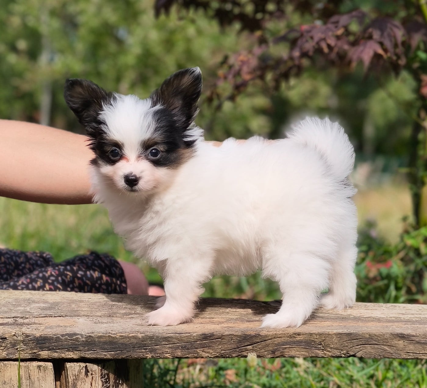 Chiot N°4