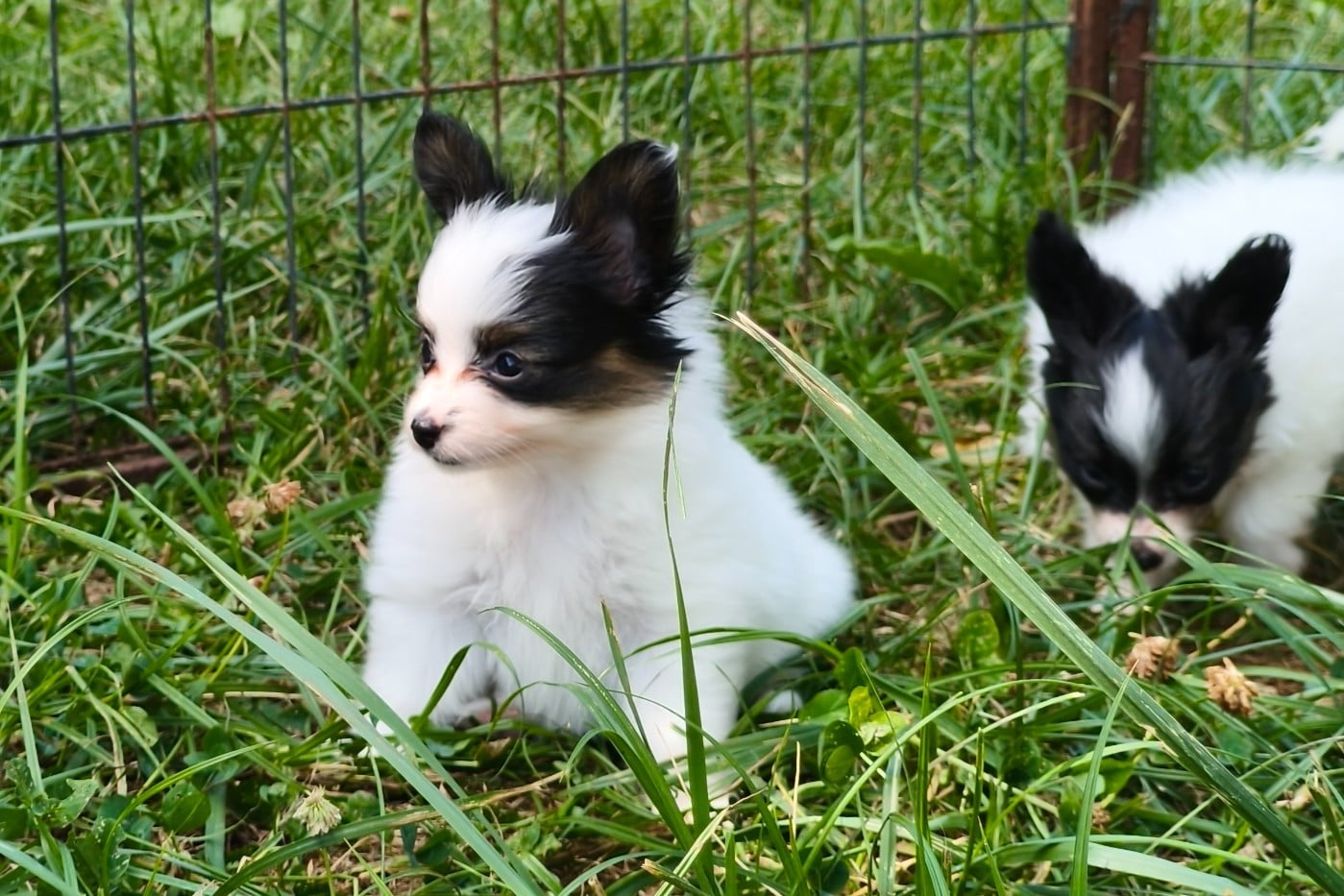 Chiot N°4