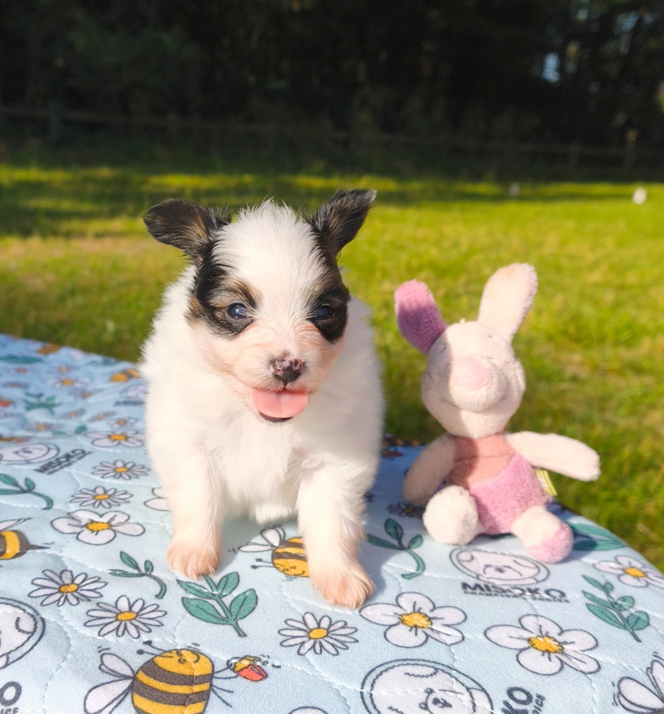 Chiot N°4