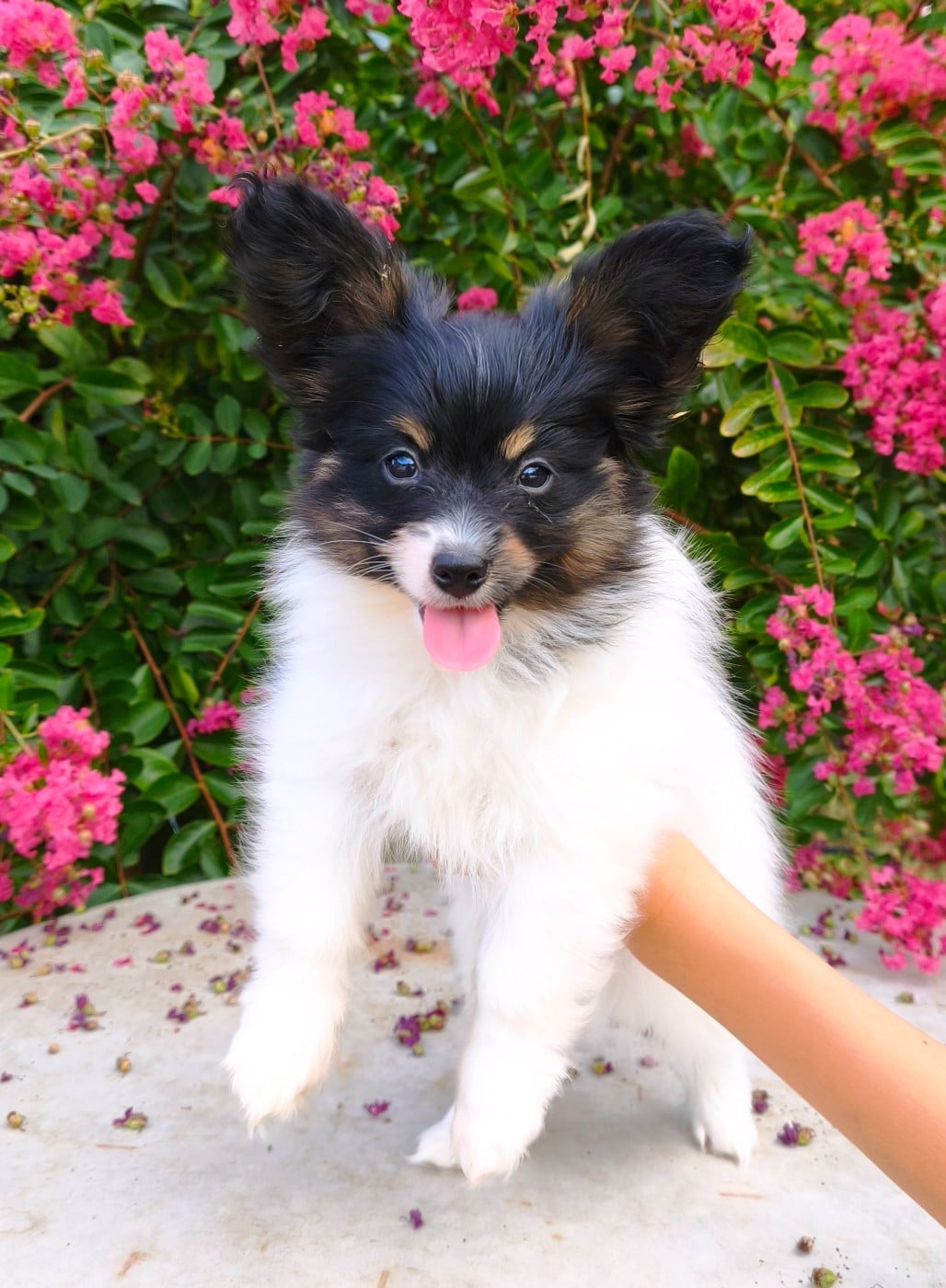 Chiot N°1