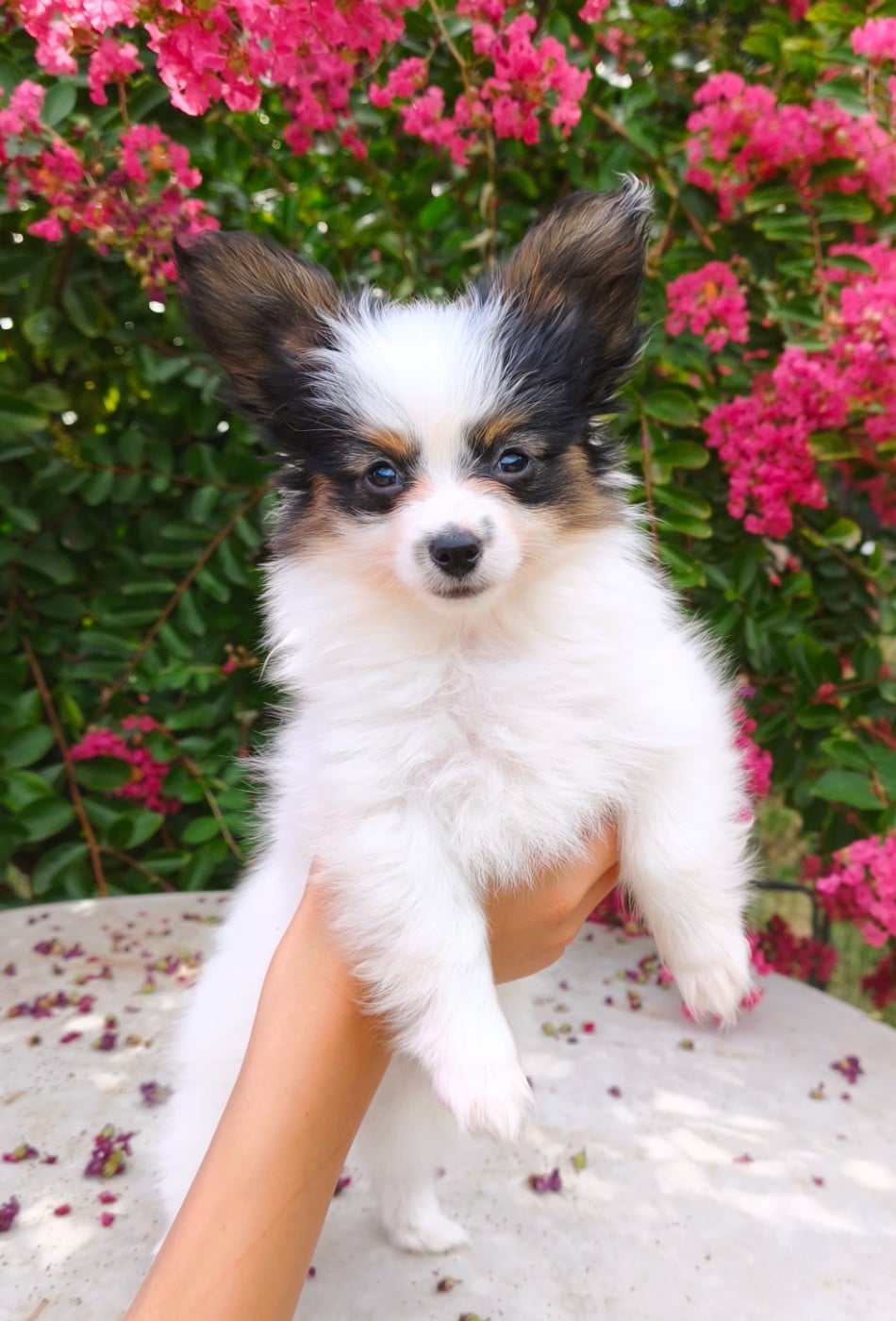 Chiot N°4