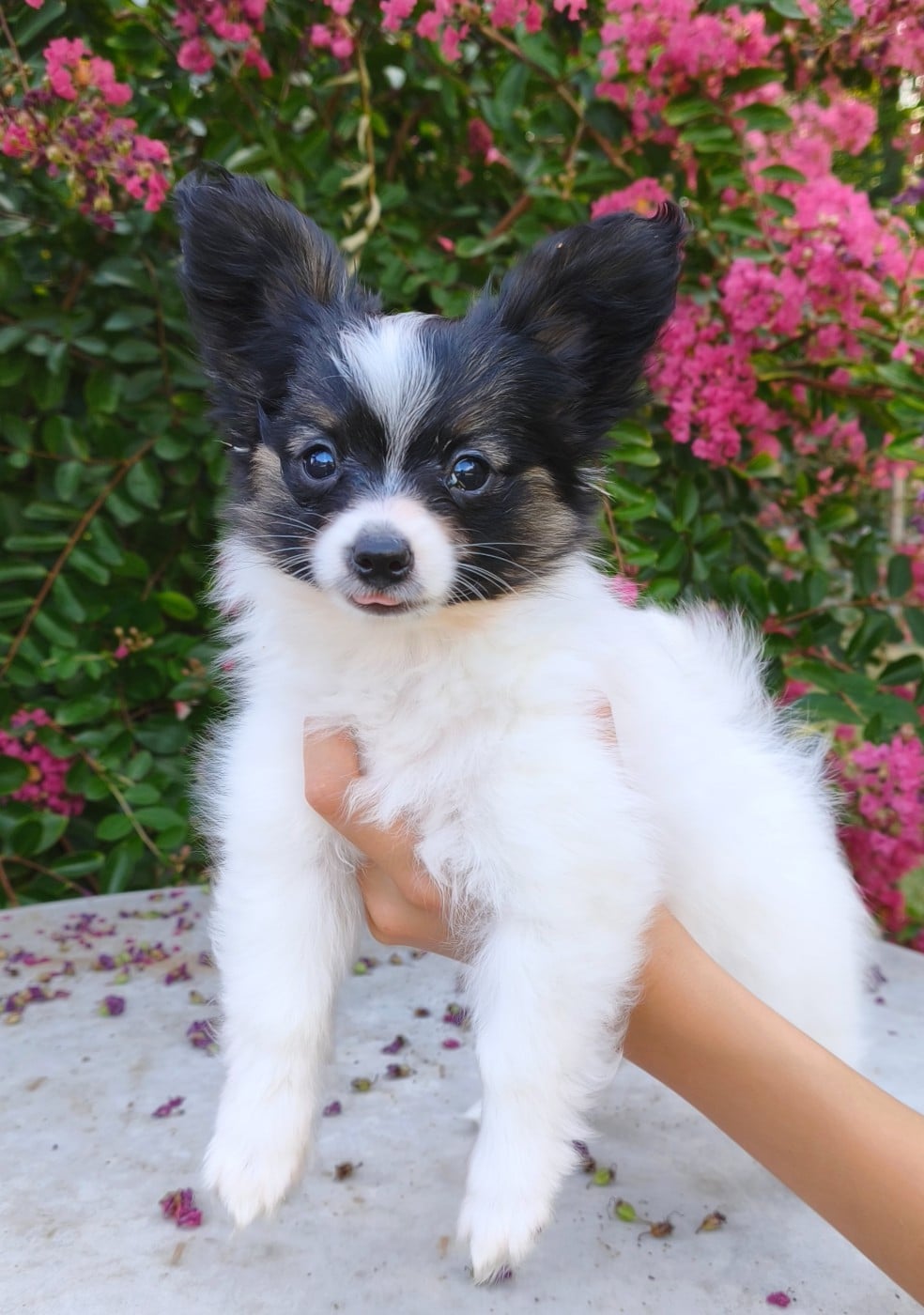 Chiot N°3