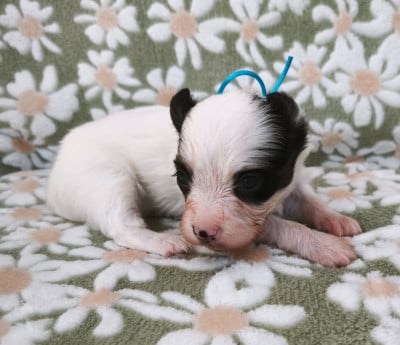 Les chiots de Epagneul nain Continental (Papillon)