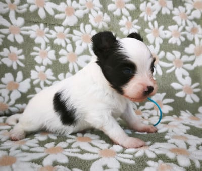 Les chiots de Epagneul nain Continental (Papillon)