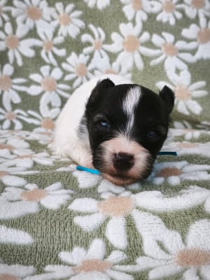 Les chiots de Epagneul nain Continental (Papillon)