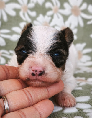 Les chiots de Epagneul nain Continental (Papillon)